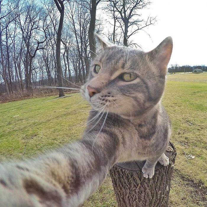 Chú mèo có biệt tài selfie cực chất trở thành ngôi sao MXH với hơn nửa triệu fan - 5