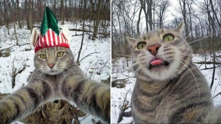 Chú mèo có biệt tài selfie cực chất trở thành ngôi sao MXH với hơn nửa triệu fan - 3