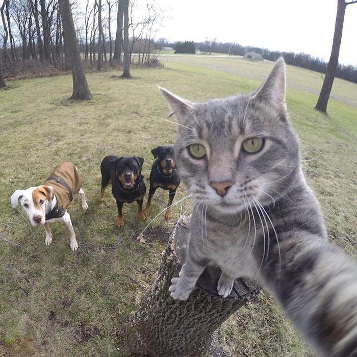 Chú mèo có biệt tài selfie cực chất trở thành ngôi sao MXH với hơn nửa triệu fan - 6