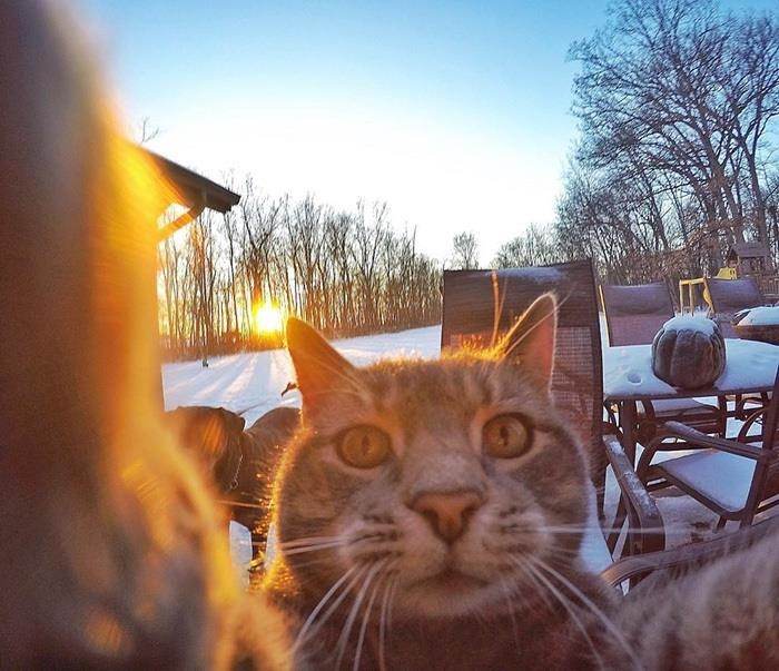 Chú mèo có biệt tài selfie cực chất trở thành ngôi sao MXH với hơn nửa triệu fan - 11