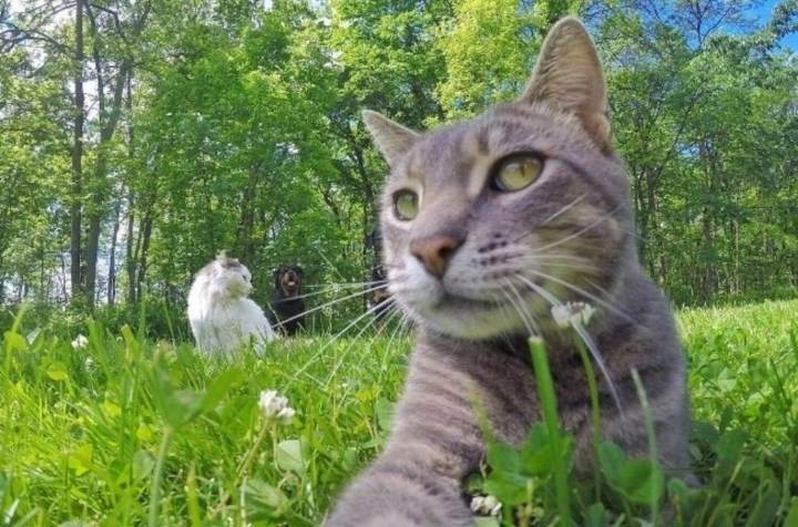 Chú mèo có biệt tài selfie cực chất trở thành ngôi sao MXH với hơn nửa triệu fan - 1