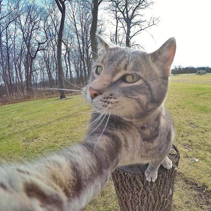 Chú mèo có biệt tài selfie cực chất trở thành ngôi sao MXH với hơn nửa triệu fan - 5