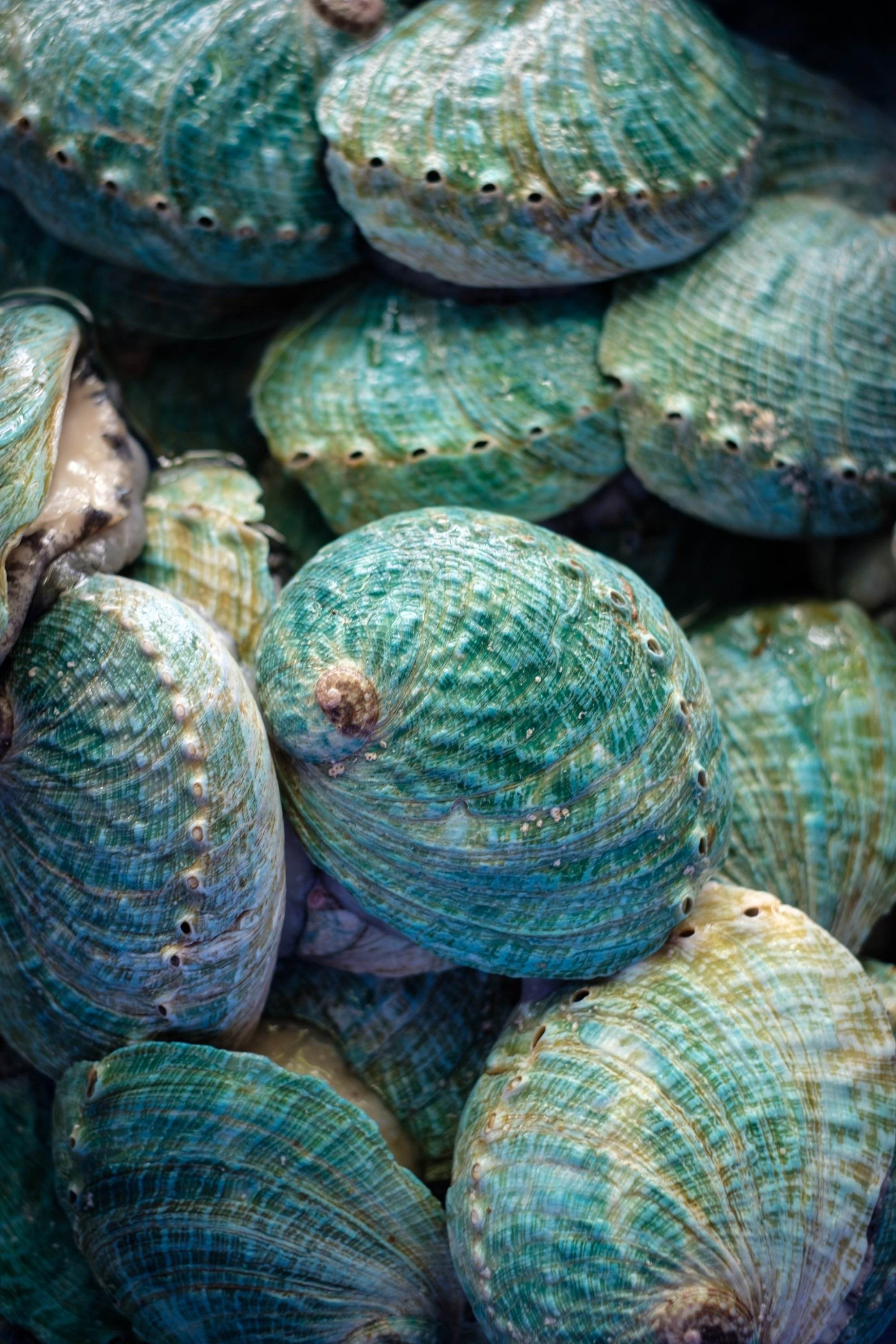 Bào ngư ngọc bích Australia, món ngon thần dược trong ẩm thực hải sản từ đại dương - ảnh 1