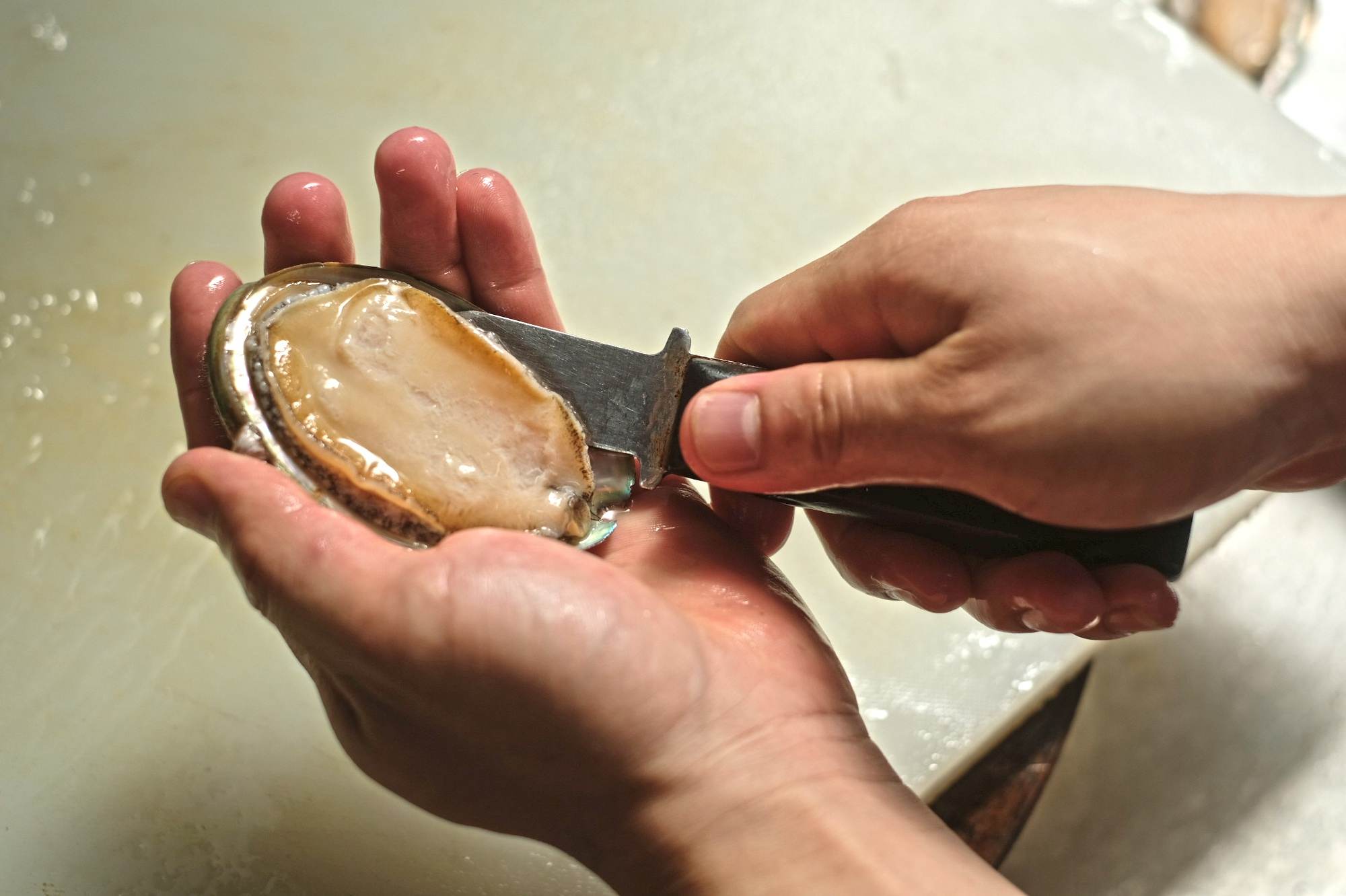 Bào ngư ngọc bích Australia, món ngon thần dược trong ẩm thực hải sản từ đại dương - ảnh 2