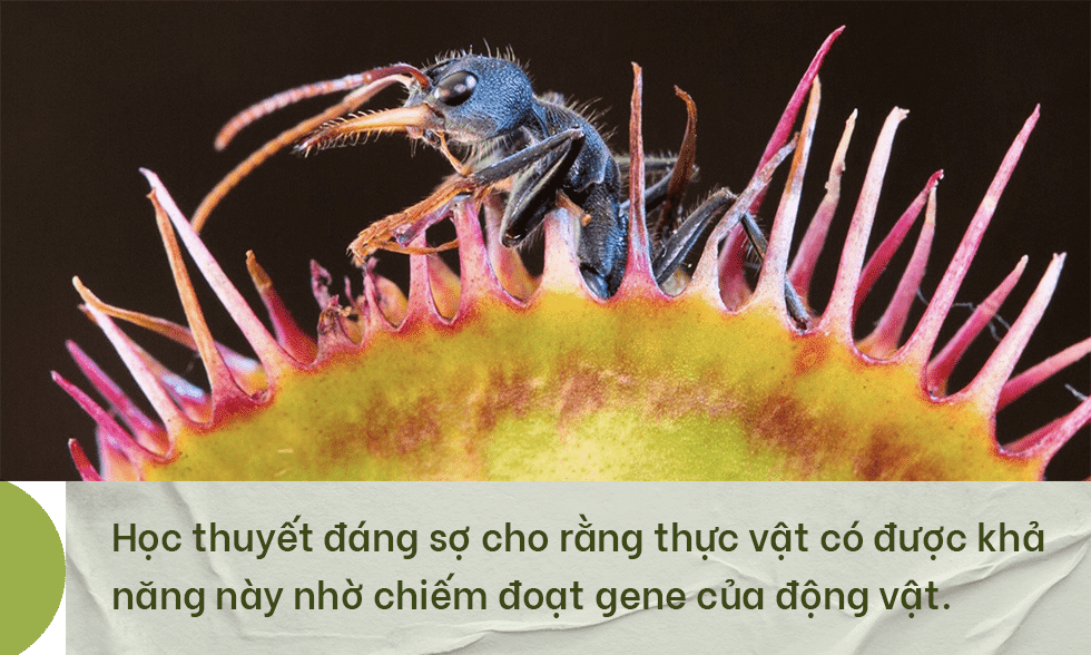 Phát hiện chấn động về chặng đường tiến hóa biến thực vật thành cây ăn thịt - 9