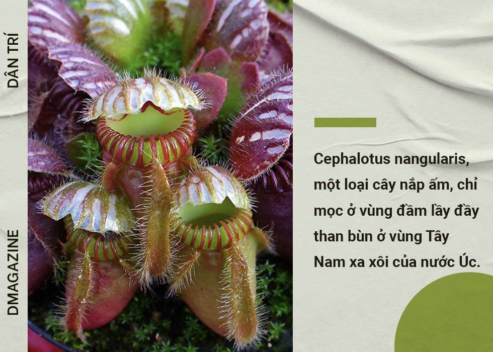 Phát hiện chấn động về chặng đường tiến hóa biến thực vật thành cây ăn thịt - 13