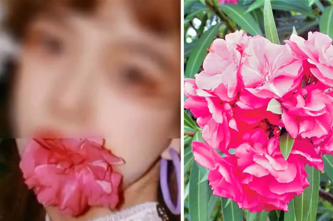Nhiều cô gái đã phải nhập viện vì ngậm hoa trúc đào vào miệng để chụp ảnh, mà không hay biết đây là loại hoa cực độc (Ảnh: SCMP).