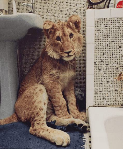 Hình ảnh hiếm về cuộc sống sang chảnh của sư tử nuôi trong căn hộ cao cấp năm 1960 - Ảnh 2.