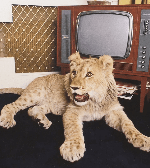Hình ảnh hiếm về cuộc sống sang chảnh của sư tử nuôi trong căn hộ cao cấp năm 1960 - Ảnh 1.