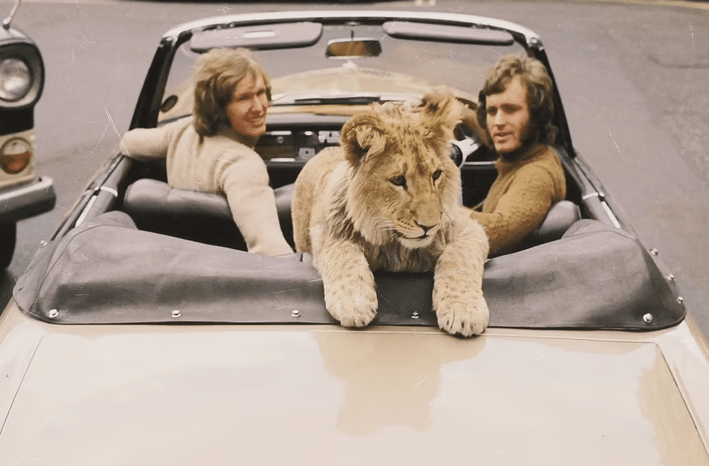 Hình ảnh hiếm về cuộc sống sang chảnh của sư tử nuôi trong căn hộ cao cấp năm 1960 - Ảnh 5.