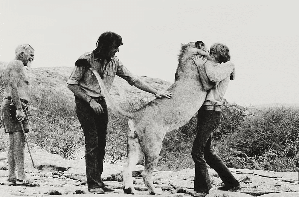 Hình ảnh hiếm về cuộc sống sang chảnh của sư tử nuôi trong căn hộ cao cấp năm 1960 - Ảnh 6.