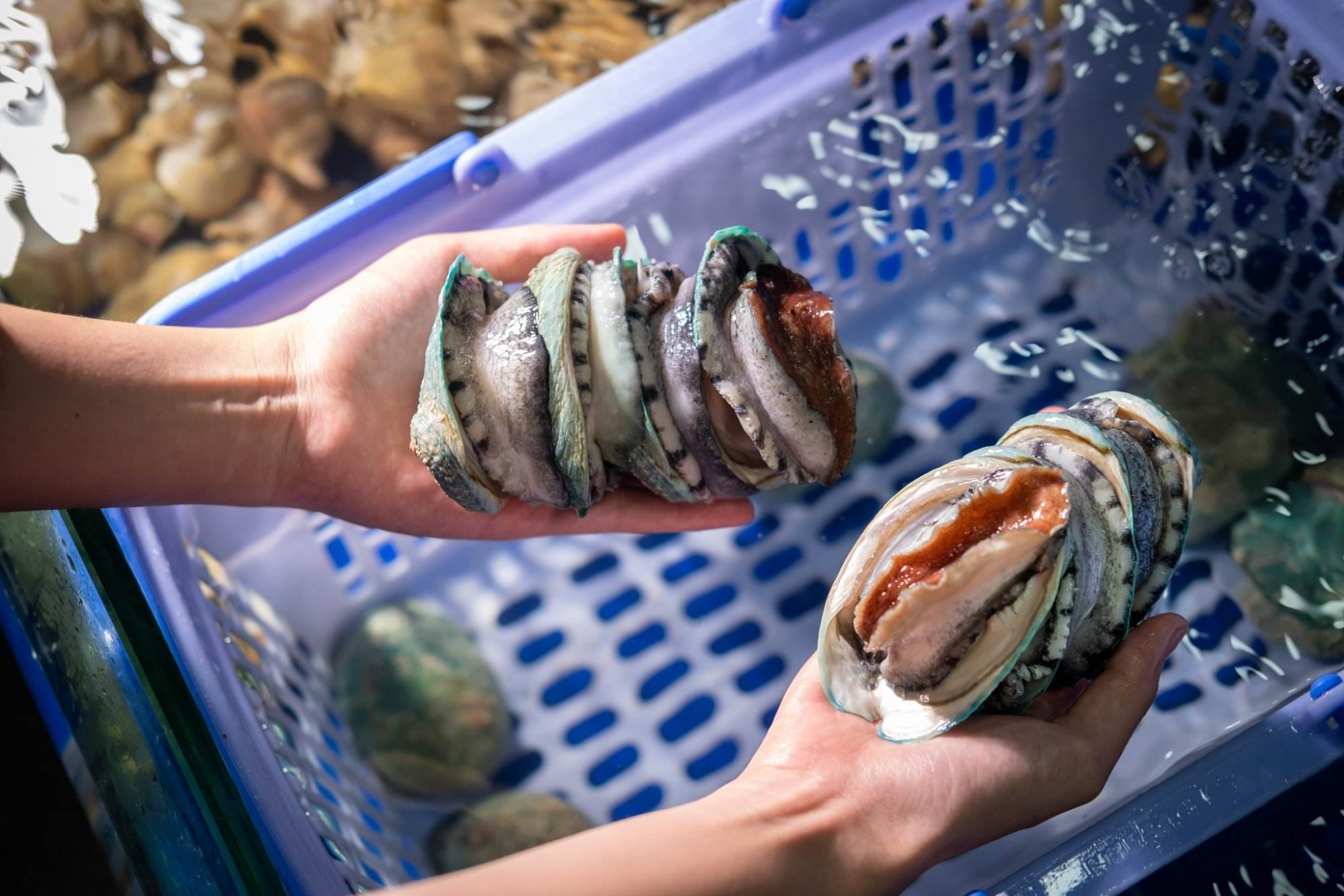 Bào ngư ngọc bích Australia, món ngon thần dược trong ẩm thực hải sản từ đại dương - ảnh 5