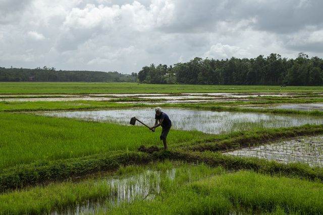 Sri Lanka: Dân gác cuốc ngừng cấy lúa, chỉ dám mua cá, trứng mỗi tháng 1 lần - Ảnh 1. Sri Lanka: Dân gác cuốc ngừng cấy lúa, chỉ dám mua cá, trứng mỗi tháng 1 lần - Ảnh 1.