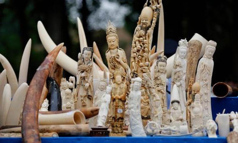 “Khóc” vì những thú vui vô cảm của con người ảnh 1