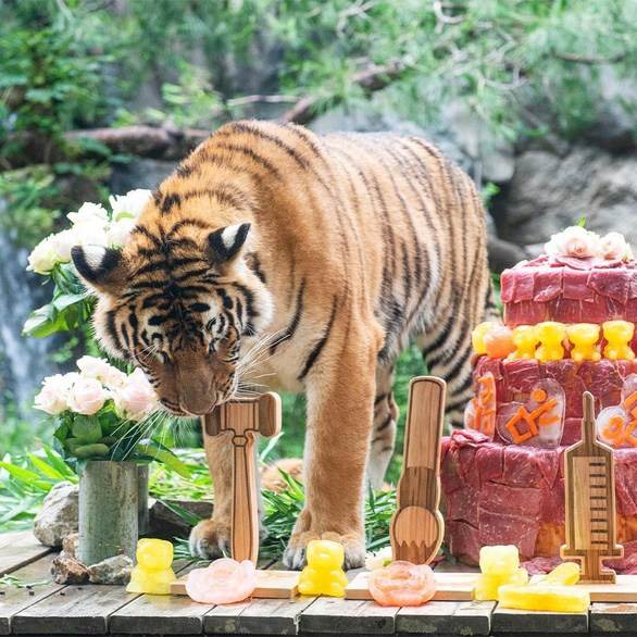 Tiệc thôi nôi hoành tráng của 5 chú hổ con tại công viên giải trí - Ảnh 3.