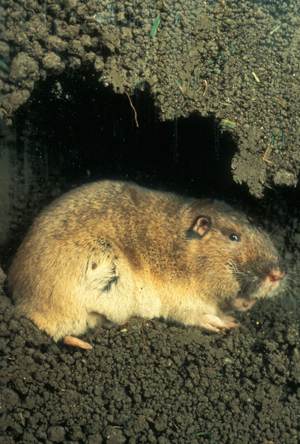 Các nhà khoa học phát hiện loài chuột đầu tiên biết trồng trọt - Ảnh 12.