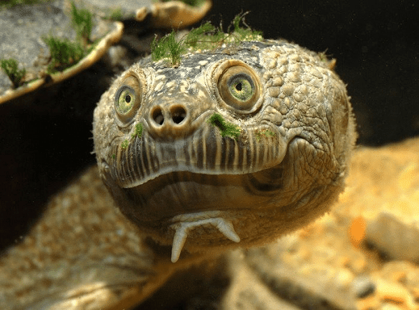 Loai rua co bo “toc xanh” chat choi nhat the gioi dong vat-Hinh-7