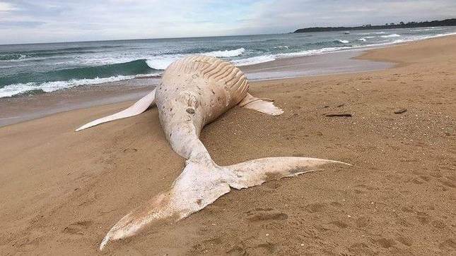 Xác cá voi lưng gù trắng cực hiếm dạt vào bãi biển Australia - Ảnh 2.