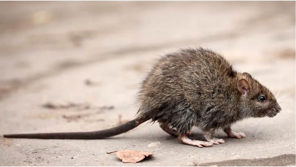 Chuột chù có thể mang virus Langya sau đó lây sang người. Ảnh chụp màn hình