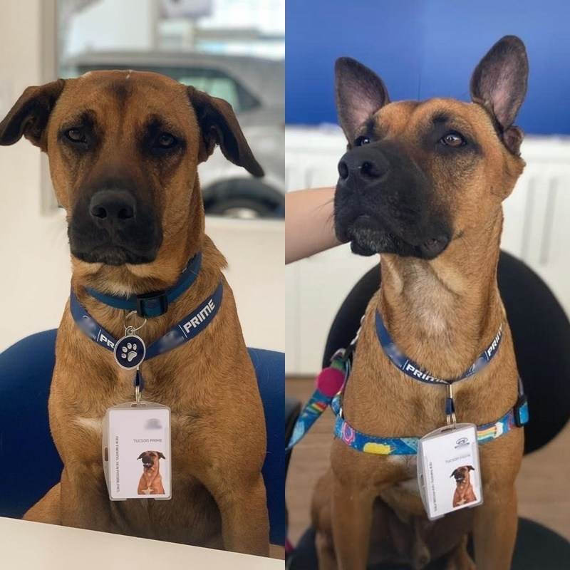  
Chú chó trở thành nhân viên của showroom, có thẻ tên cực oai. (Ảnh: Instagram Tucson Prime)