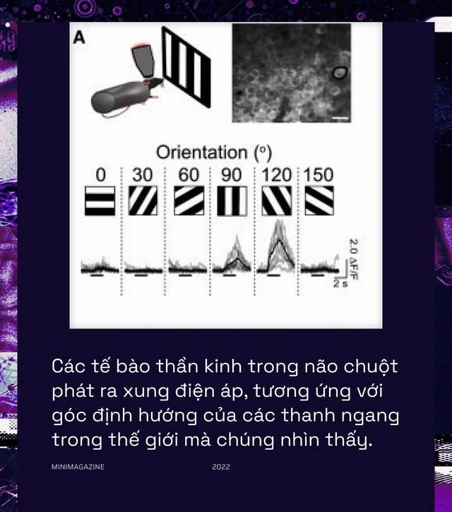  Khi bạn đói, não bộ có thể bật chế độ tiết kiệm pin và giảm độ phân giải thị giác của bạn xuống  - Ảnh 6.