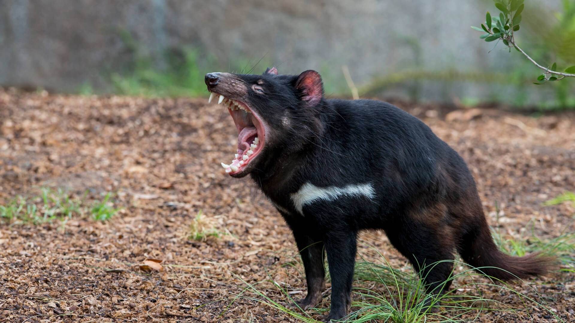 Du lich Tasmania anh 5